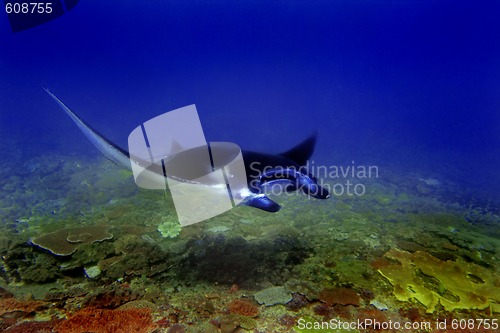 Image of Manta ray