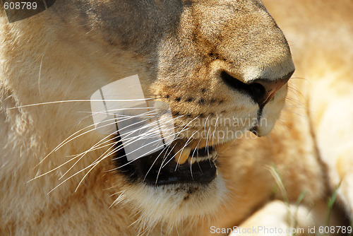 Image of Lioness opened mouth