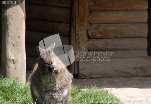 Image of Kangaroo