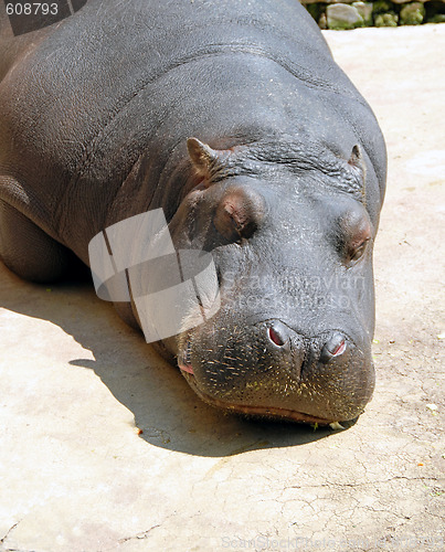 Image of Hippopotamus sleeping