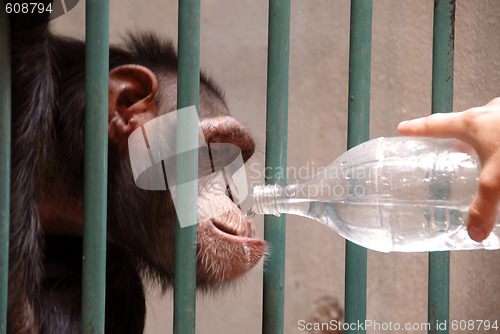 Image of Monkey drinking water