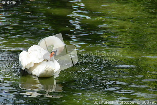 Image of Swan