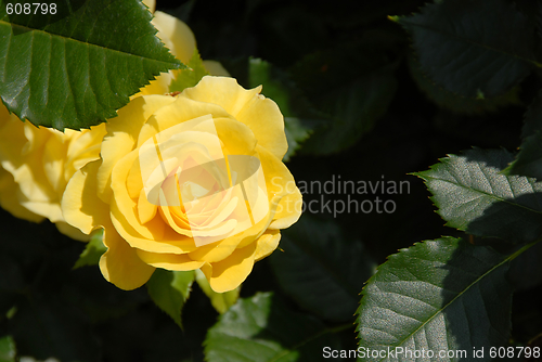 Image of Yellow rose over dramatic shadow