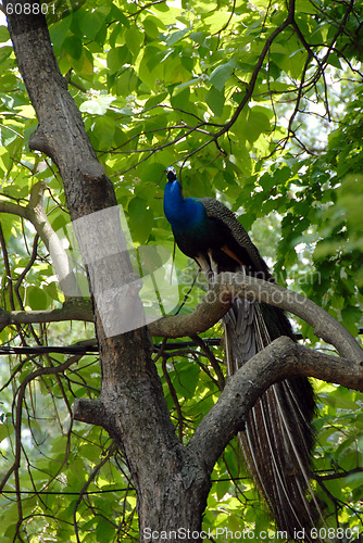 Image of Peacock on tree