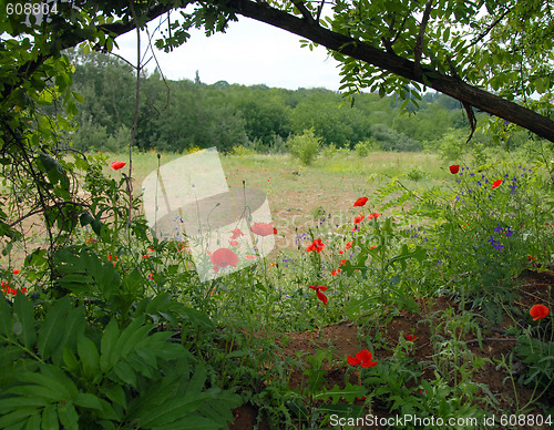 Image of Summer field