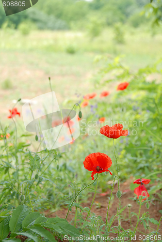 Image of Summer field