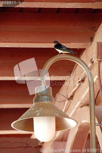 Image of Swallow on torch