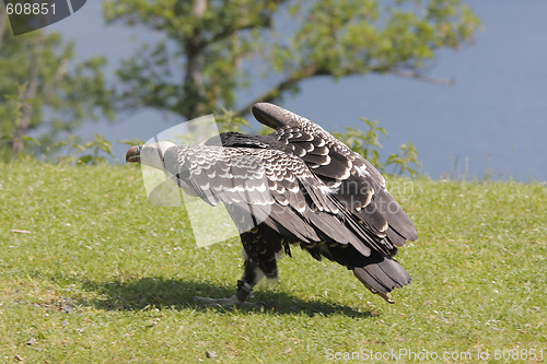 Image of Eurasian griffon