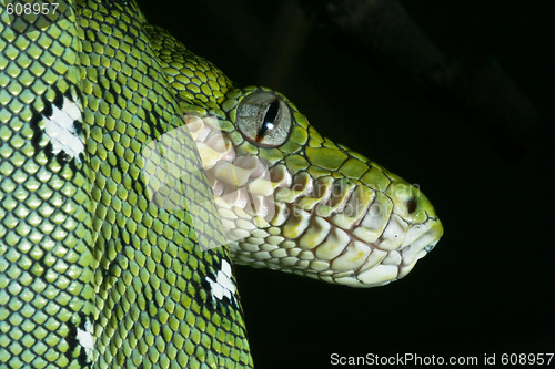 Image of emerald boa