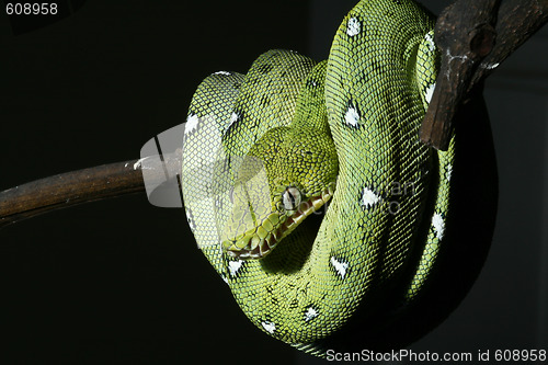 Image of emerald boa