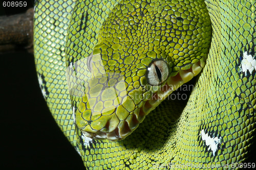 Image of emerald boa