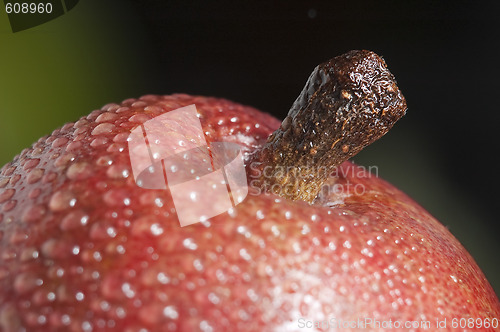 Image of Pear