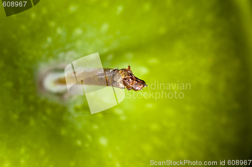 Image of Apple