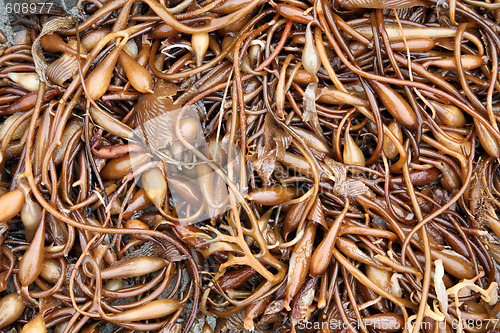 Image of Kelp background