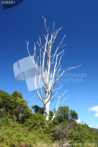 Image of Dead tree