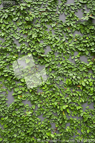 Image of Climbing plants