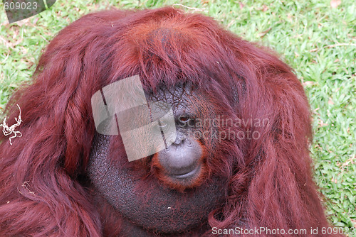 Image of orangutan