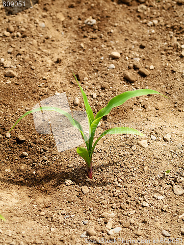 Image of Young corn crops stalk