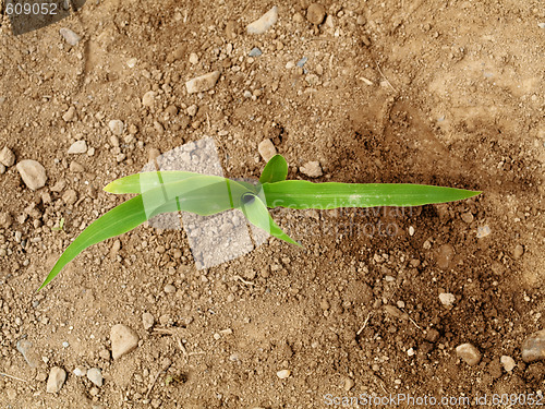 Image of Young corn crops stalk
