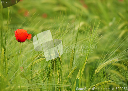 Image of Fresh young barley field