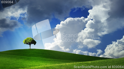 Image of Lonely tree on green filed