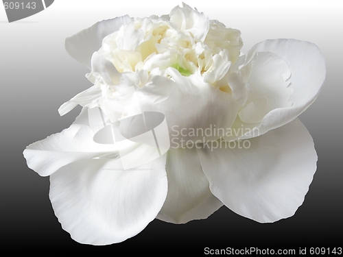 Image of white peony