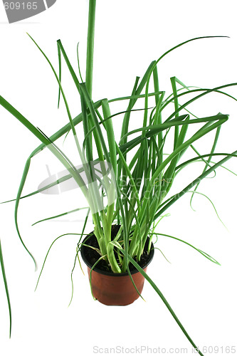 Image of Fresh Herbs Shallots