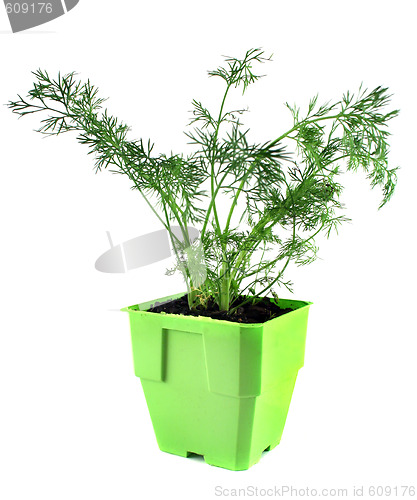 Image of Fresh Herbs Dill