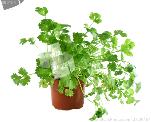 Image of Fresh Herbs Coriander 1