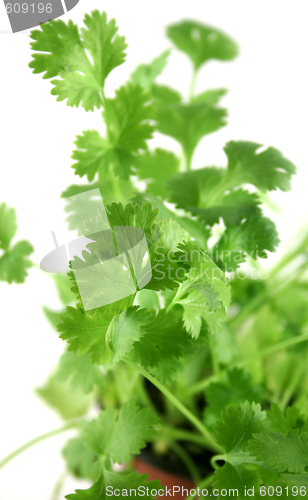 Image of Fresh Herbs Coriander 2