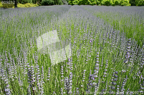 Image of Field Of Lavender