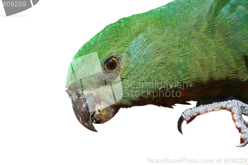 Image of Green Parrot