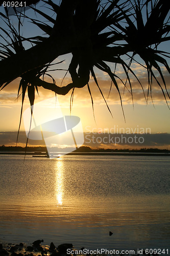 Image of Pandanus Against The Sun