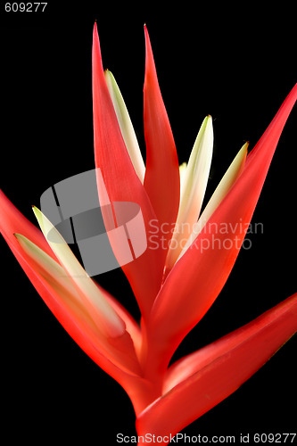 Image of Heliconia 2