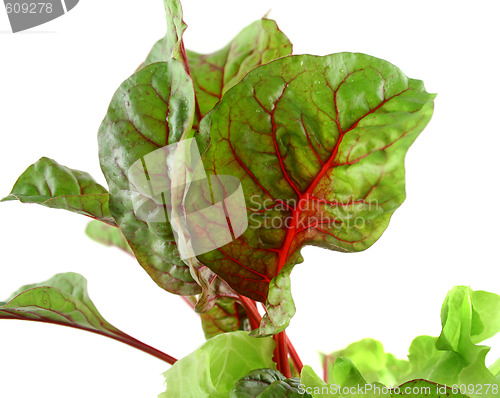 Image of Red Chard Lettuce