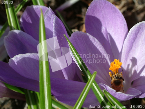 Image of whasp on purple flower