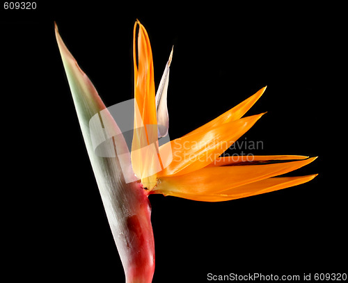 Image of Strelitzia