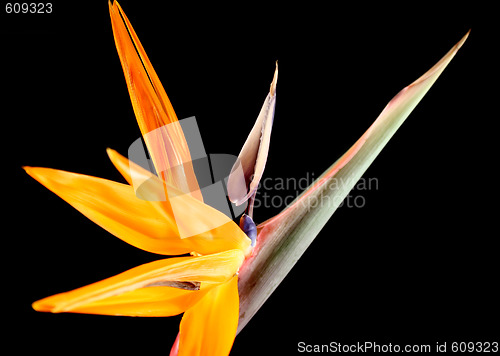 Image of Crane Flower