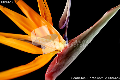 Image of Bird Of Paradise