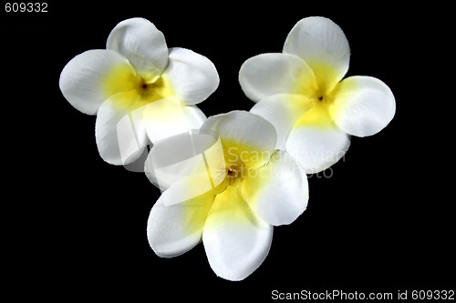 Image of Frangipani Flowers