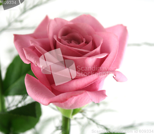 Image of Gift Roses 3