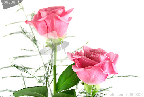 Image of Pink Roses