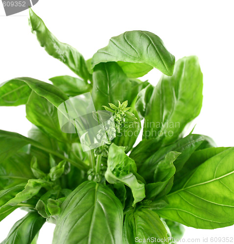 Image of Fresh Herbs Basil 2