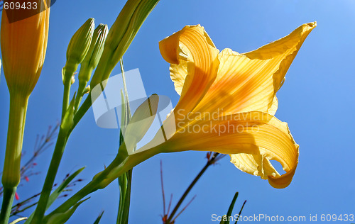 Image of Day Lily