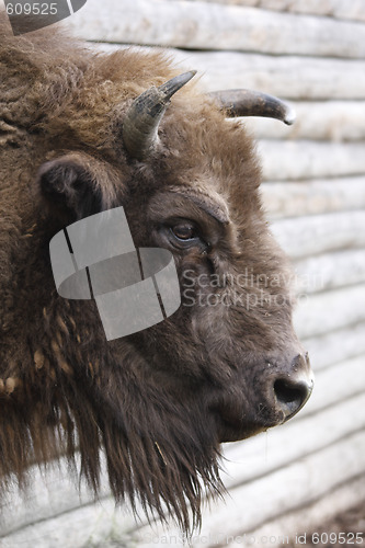 Image of european bison