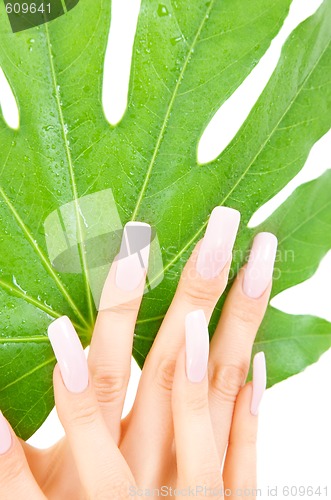 Image of female hands with green leaf