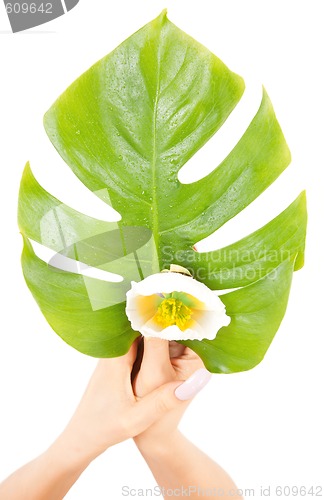 Image of female hands with green leaf and flower