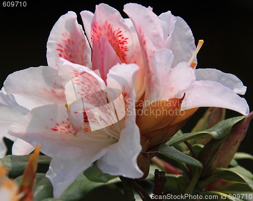 Image of Rhododendron