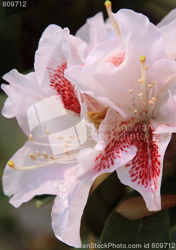 Image of Rhododendron