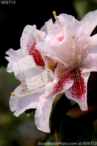 Image of Rhododendron